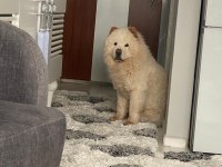 Kızgınlıkta çin aslanı erkek