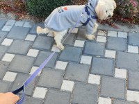 Tamamen Evcil ve Eğitimli 1 Yaşında Köpeğimiz