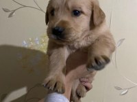 İki aylık golden retriever yavrular