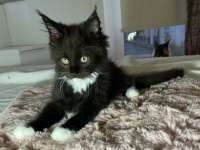 SAFKAN YURT DIŞI MAINE COON YAVRULARI
