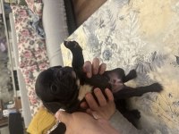 Safkan french bulldog yavrular