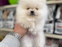 Kar Beyazı Pomeranian Bebeklerimiz
