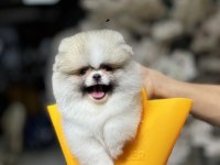 En özel renk pomeranian
