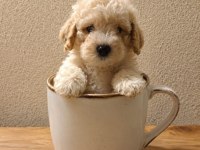 TATLI KUCUK POODLE MINIKLER
