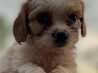 Sağlıklı neşeli ve eğlenceli bebek köpekler