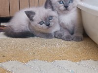 Safkan blue point british shorthair