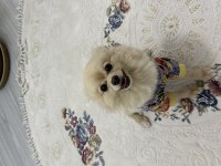 2 yaşında pomeranian dişi hiç doğum yapmadı