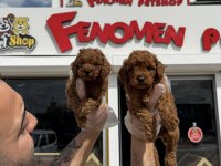 shoooowwww kalite toy poodle yavrular ankara mağazamızda