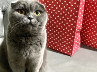 Ücretsiz Sahiplendirme Scottish Fold Kedimiz