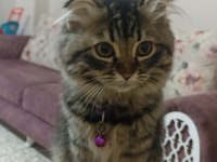 Scottish fold 2.5 aylık