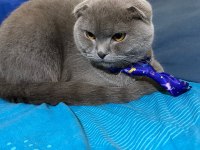 Scottish fold yavru