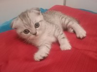 Scottish fold erkek kedimiz