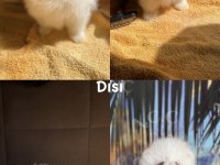 Pınpon topları gibi pomeranian yavrular