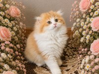 3 British Longhair 1 Shorthair