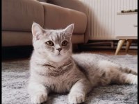 8 aylık aşıları tam british shorthair