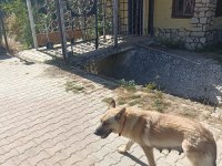 2 aylık yavru köpekler