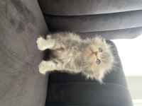 Scottish fold longhair