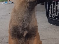 Malinois köpeğimiz