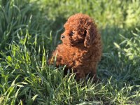 Petmode köpek çiftliğinden redbrown toy poodle yavrular