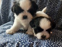 Anne ve baba safkan shih tzu bebişler