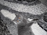British shorthair kedimiz