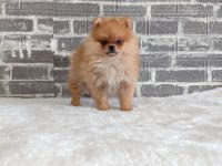 Pomeranian Dişi Yavrumuz