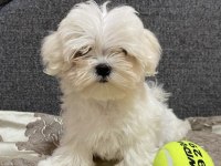 0 numara antialerjik Maltese bebekler