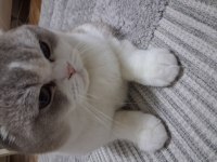 Scottish fold kedisi
