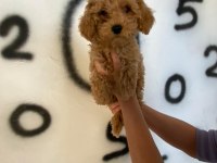 Toy poodle yavrularım orijinal