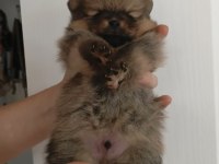 Pomeranian teddy bears