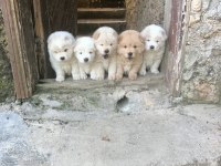 A KALİTE CHOW CHOW YAVRULARIMIZ