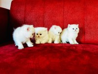 Scottish straight scottish longhair british shorthair yavru