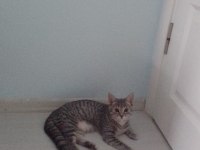 British shorthair özel ırk kedimiz