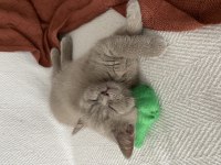 2 aylık british shorthair lilac rengi