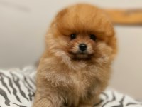 Tea cup pomeranian boo