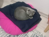 Sahiplendirilecek scottish fold