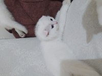 British shorthair oyunbazlar