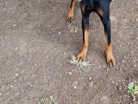 ORİJİNAL DOBERMAN 2 YAŞINDA