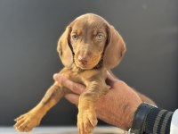 Petmode köpek çiftliğinden dachshund yavrumuz