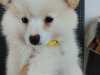 Japon spitz