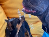 SEVİMLİ DİŞİ FRENCH BULLDOG