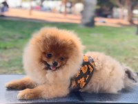 5 aylık erkek üst kalite orjinal pomeranian boo