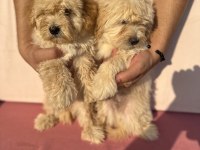 Maltipoo özel ırk yavrularımız