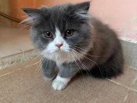 ŞECERELİ MUHTEŞEM RENKLERE SAHİP BRİTİSH LONGHAİR