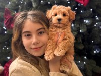 Korean Maltipoo
