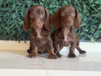 Popüler ırk mini dachshund yavrular