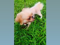 1 YAŞINDA PEKİNEZ KARNELİ ÇİPLİ ACİL