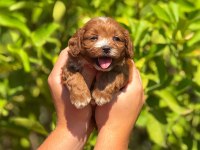 Teslime Hazır Maltipoo Cinsi Köpekler