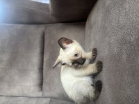 Mükemmel kalite siyam kedisi kızımız