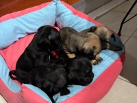 Gül kuyruk sıfır burun pug köpekler